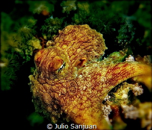 Octopus by Julio Sanjuan 